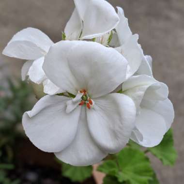 Geranium