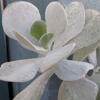 Cotyledon orbiculata 'Silver Storm'