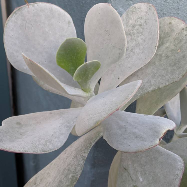 Plant image Cotyledon orbiculata 'Silver Storm'