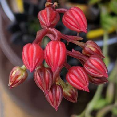 Echeveria Affinis sp.