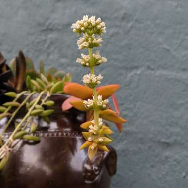 Crassula capitella 'Campfire'