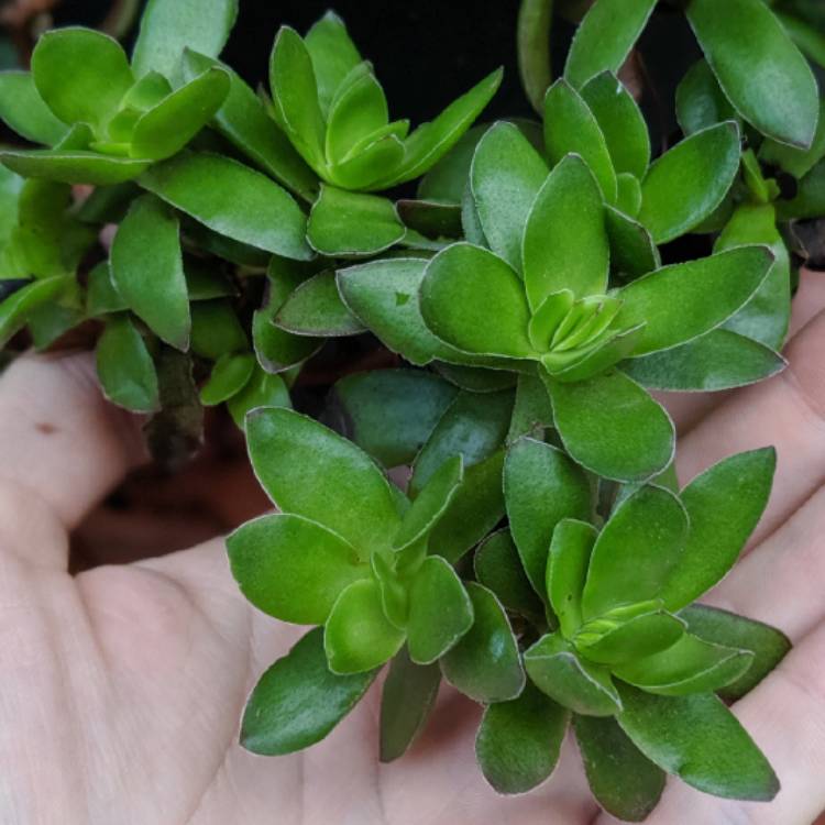 Plant image Crassula rubricaulis