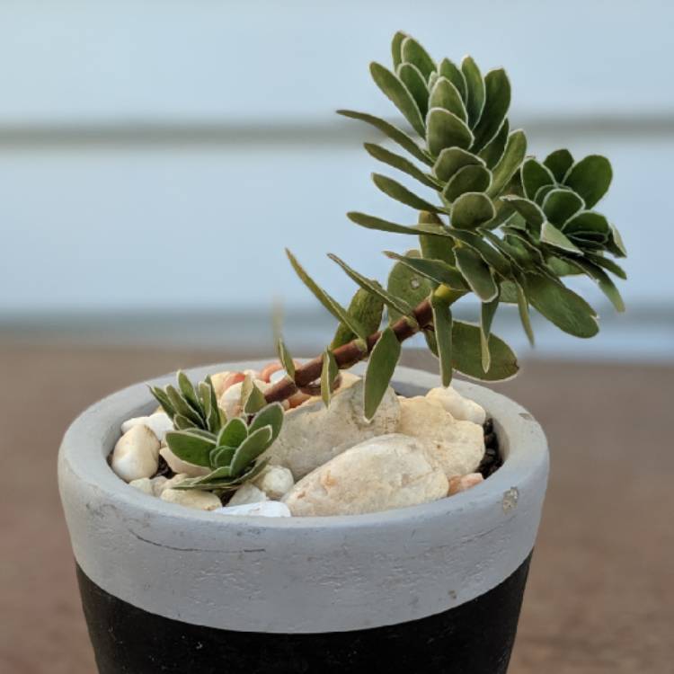 Plant image Crassula Ciliata