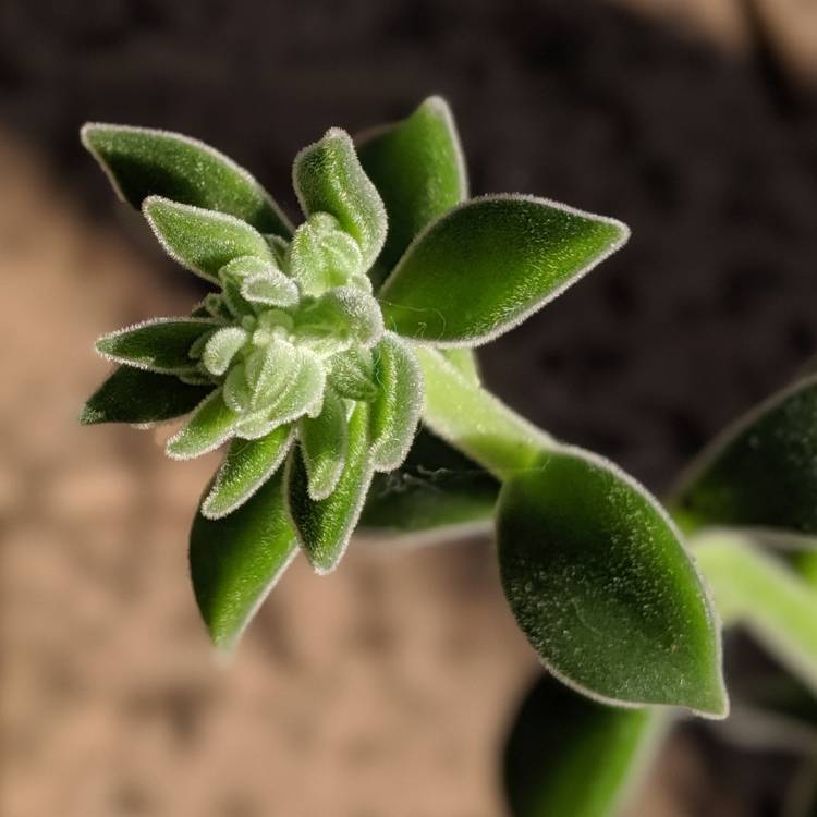 Plant image Echeveria Pulvicox