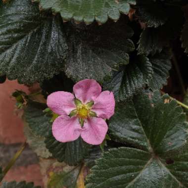 Fragaria x ananassa