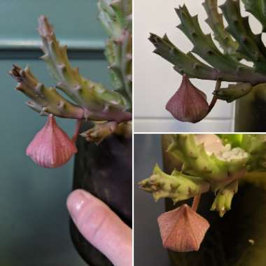 Stapelia