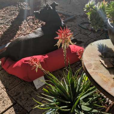 Aloe dwarf hybrid var. 'X5' Porcupine