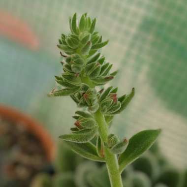 Echeveria Pulvicox