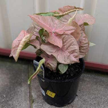 Syngonium podophyllum