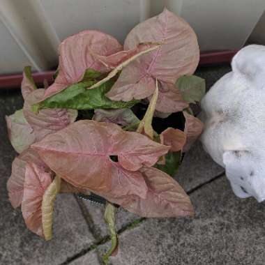 Syngonium podophyllum