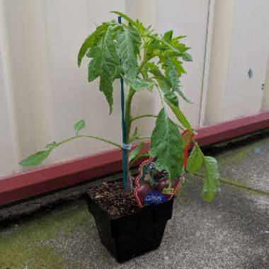 Solanum lycopersicum 'Black Russian'