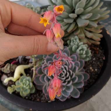 Echeveria Violet Queen