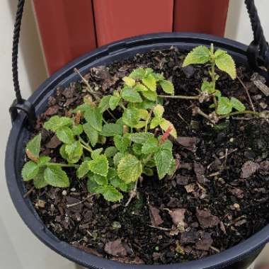 Acalypha reptans