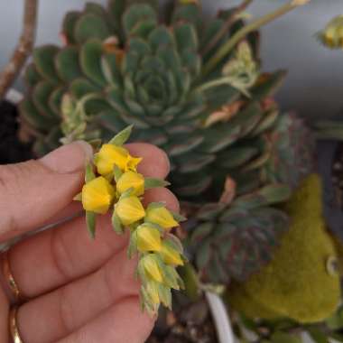 Echeveria Pulidonis