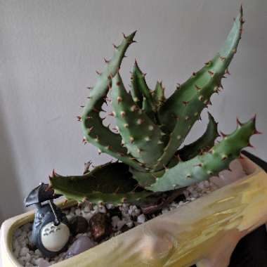 Aloe aculeata 'White Thorns'