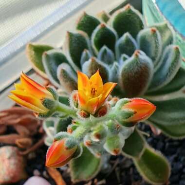 Echeveria Setosa var. Setosa