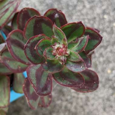 Echeveria Nodulosa