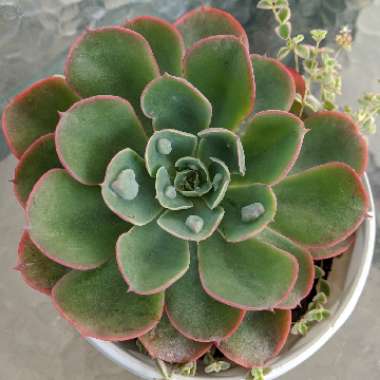 Echeveria Raindrops