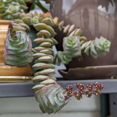 Crassula perforata 'String of Buttons'