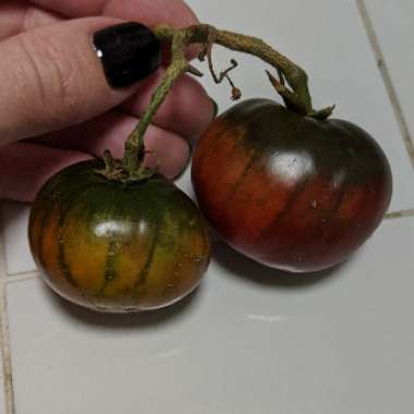 Solanum lycopersicum 'Black Russian'