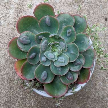 Echeveria Raindrops