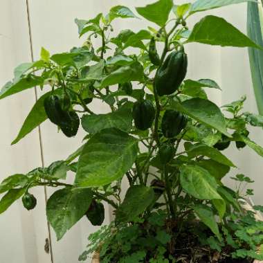 Capsicum chinense 'Chocolate Habanero'