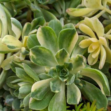 Aeonium Suncup