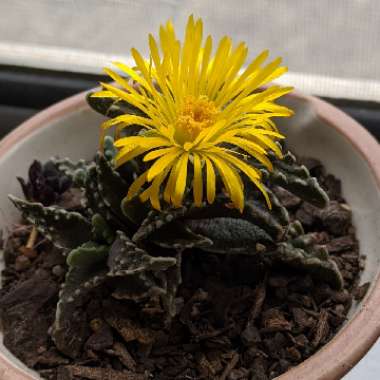 Faucaria tigrina