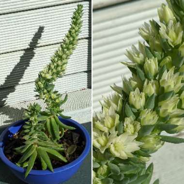 Orostachys spinosa