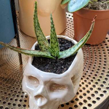 Aloe