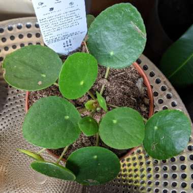 Pilea peperomioides