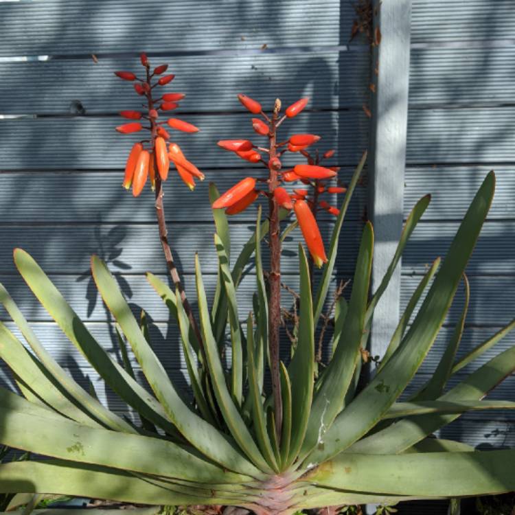 plant image 1375147