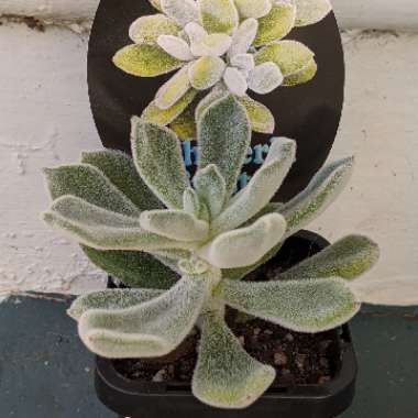 Echeveria Leucotricha