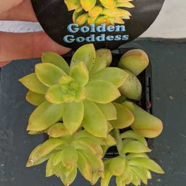 xSedeveria Golden Goddess