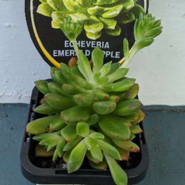 Echeveria Ron Evans