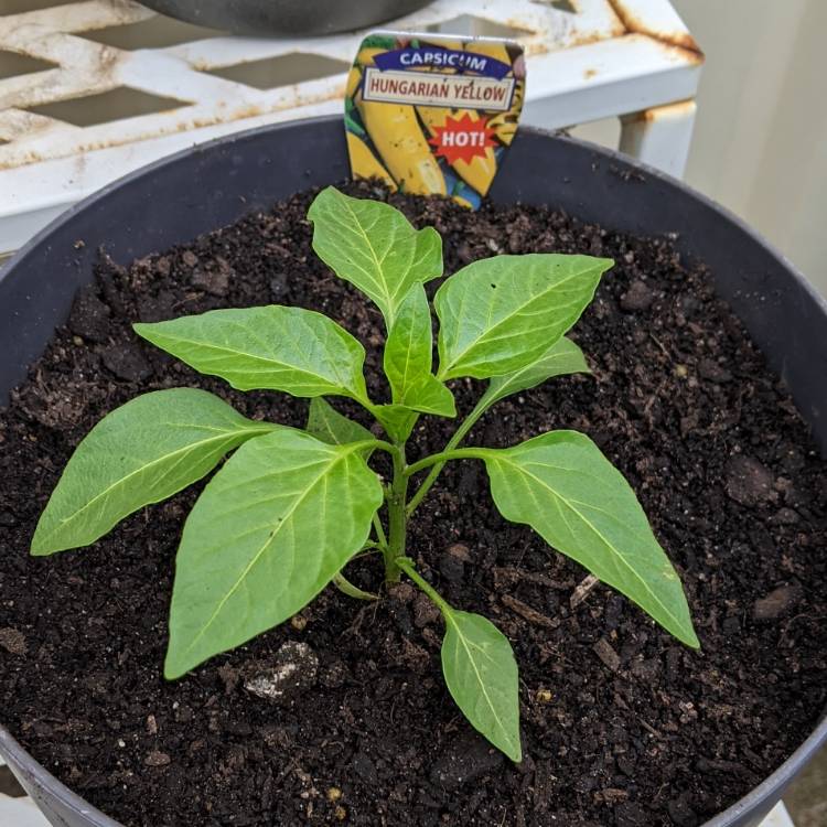 Plant image Capsicum Annuum 'Hungarian Wax'