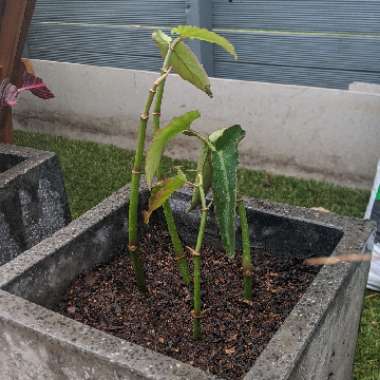 Begonia (Rhizomatous)