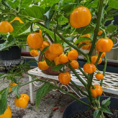 Capsicum annuum