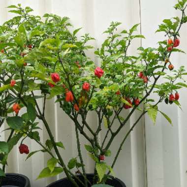 Capsicum Annuum 'Naga'