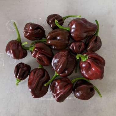 Capsicum chinense 'Chocolate Habanero'