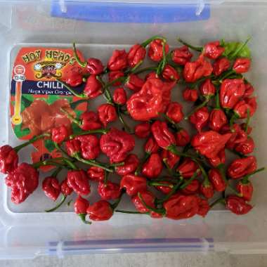 Capsicum Annuum 'Naga'