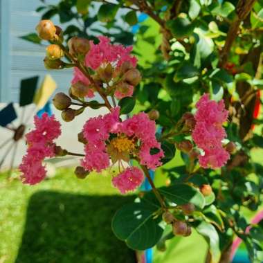 Lagerstroemia indica 'Tuscarora'