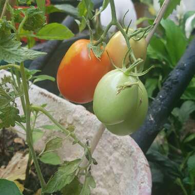 Solanum lycopersicum 'Roma'