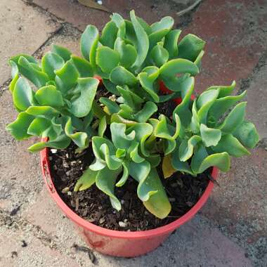 Crassula arborescens subsp. 'Undulatifolia'