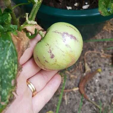 Solanum Muricatum