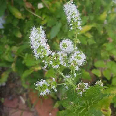 Mentha