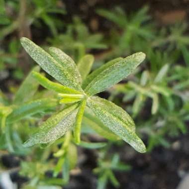 Salvia rosmarinus  syn. Rosmarinus officinalis