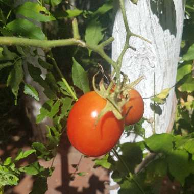 Solanum lycopersicum 'Roma'