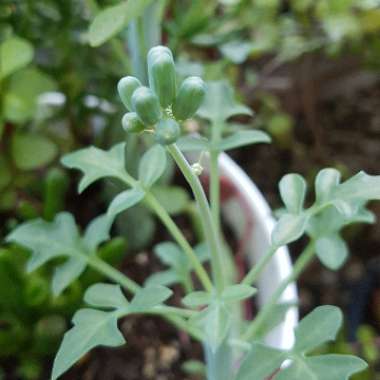 Senecio articulatus