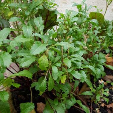 Eruca sativa 'Wasabi'